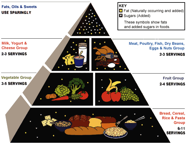 printable food guide pyramid worksheet 